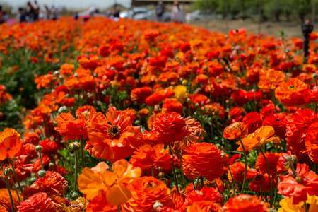 Buttercup picking festival in Kedmaの写真素材