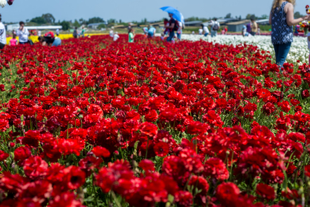 Buttercup picking festival in Kedmaの写真素材