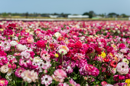 Buttercup picking festival in Kedmaの写真素材