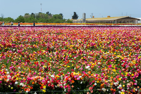 Buttercup picking festival in Kedma
