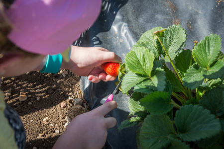 Strawberry picking at  Bethlehem of Galileeの写真素材