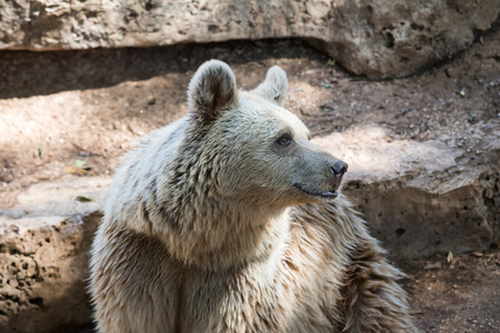 Visit to Ramat Gan, Israelの写真素材