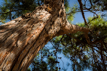 Visit to Ramat Hanadiv at Zihron Ya'akov, Israelの写真素材