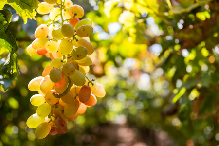 Grapes picking at Moshav Lachish, Israelの写真素材