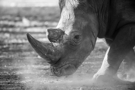 Visit to Ramat Gan, Israelの写真素材