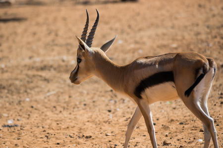 Visit to Ramat Gan, Israelの写真素材