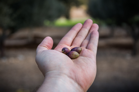 Olives picking at Bethlehem of Galilee, Israelの写真素材