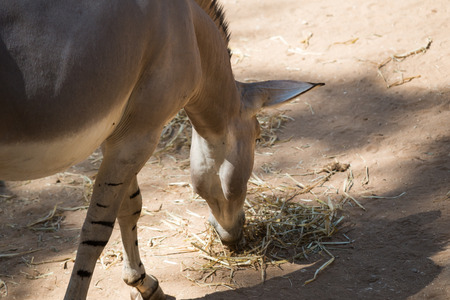 Visit to Ramat Gan, Israelの写真素材