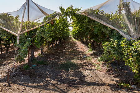 Grapes picking at Moshav Lachish, Israelの写真素材