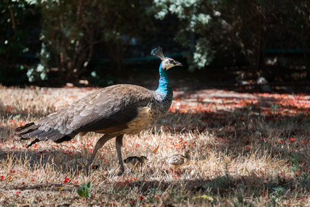 Visiting Hay Park in Kiryat Motzkin, Israelの写真素材