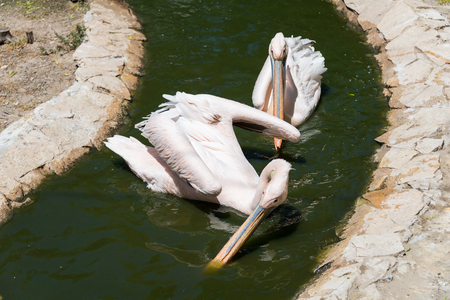 Visiting Hay Park in Kiryat Motzkin, Israelの写真素材