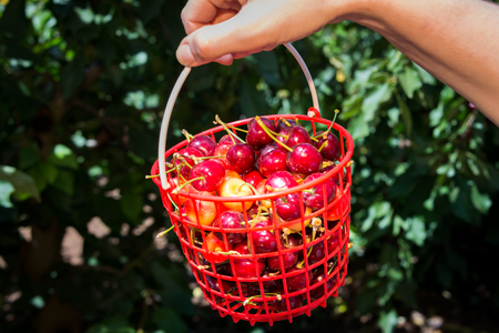 Picking cherries at Odem, Israelの写真素材