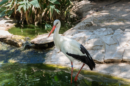 Visiting Hay Park in Kiryat Motzkin, Israelの写真素材