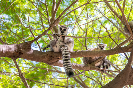 Visiting Hay Park in Kiryat Motzkin, Israelの写真素材