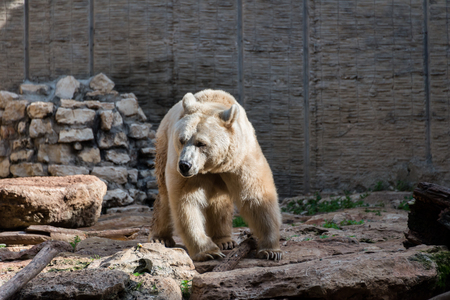Morning Tour at Safari Ramat Gan in Israelの写真素材
