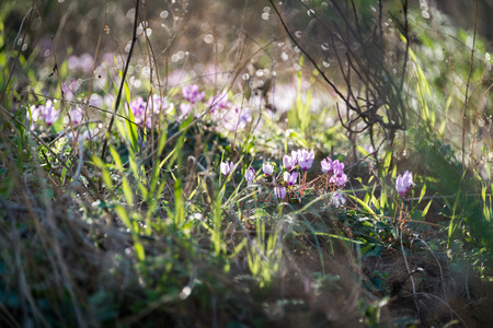 Cyclamens next to Kibbutz Hephzibah, Israelの写真素材