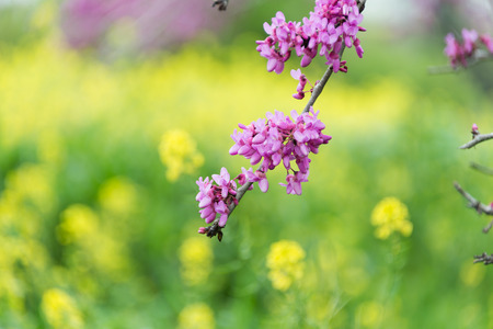 Judas tree at Ein Afek nature reserve, Israelの写真素材