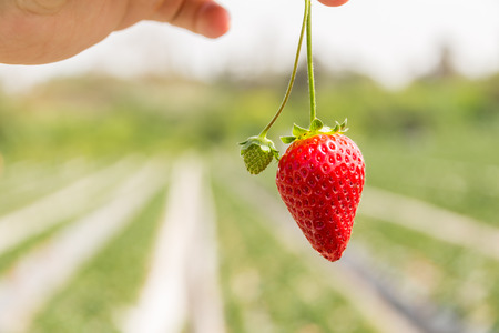 Strawberry picking at Hod ha Sharon, Israelの写真素材