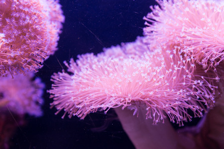 At Coral World Underwater Observatory in Eilat, Israelの写真素材