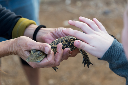 At Crocoloco Crocodile Farm, Israelの写真素材