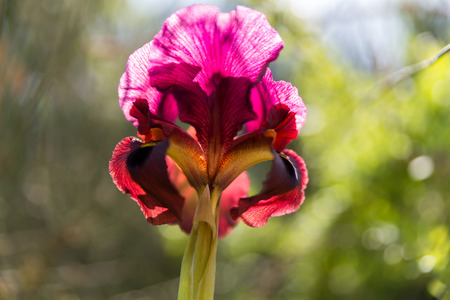 Irus Argaman Reserve in Netanya, Israelの写真素材