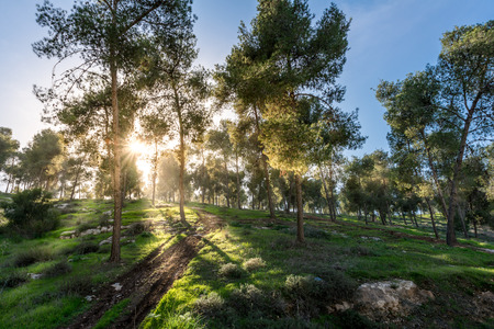 Visiting Lahav Forest in northern Negev, Israelの写真素材