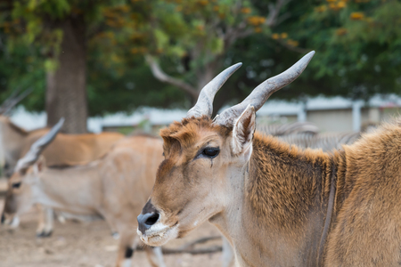 Morning Tour at Ramat Gan Safari Park, Israelの写真素材