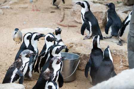 Morning Tour at Ramat Gan Safari Park, Israelの写真素材