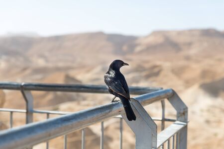 Masada National Park at Southern Israel, during winterの写真素材