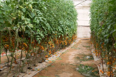At The Salad Trail in Southern Israel