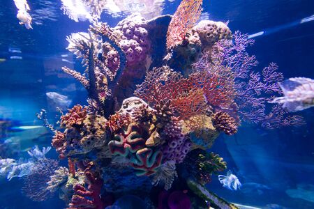 At Israel Aquarium in Jerusalemの写真素材