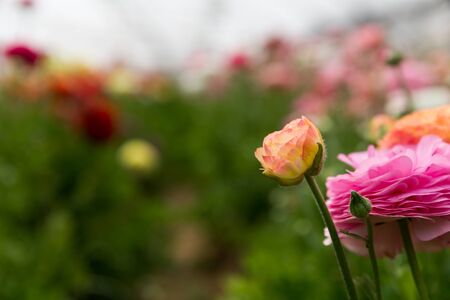 The strawberry and the flower - self picking in Israelの写真素材