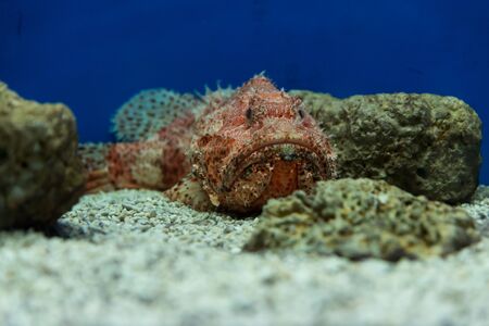 At Israel Aquarium in Jerusalemの写真素材