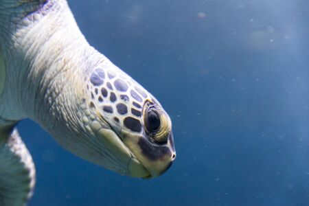 At Israel Aquarium in Jerusalemの写真素材