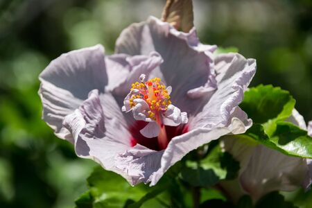Visiting Hibiscus farm in Israelの写真素材