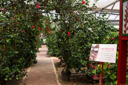 Visiting Hibiscus farm in Israelのeditorial素材