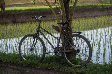 Rice workers vehicles. Ubud, Bali, Indonesia.の写真素材