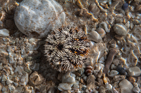 Sea urchin with his needles being ready to defend. White and yellow colored, lying on the stone,...