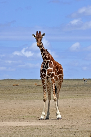 giraffe in tsavo national park of kenyaの写真素材