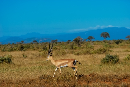 antelope in the bush of africaの写真素材