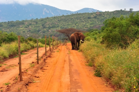 elephant in the savannah of kenya