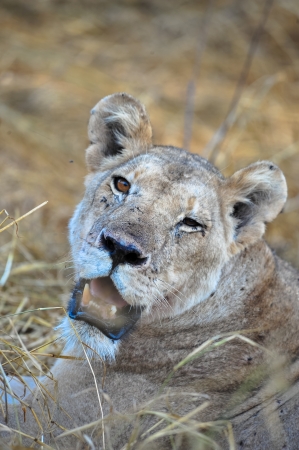 lion silent hunter in the wilds of africaの写真素材