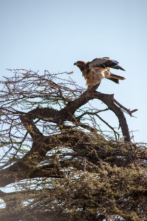eagle on tree in the savannah of africaの写真素材