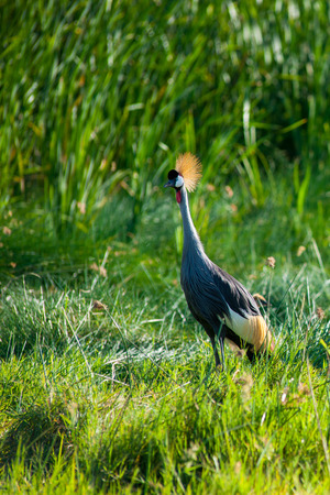 cranes in the vast savannah of kenyaの写真素材