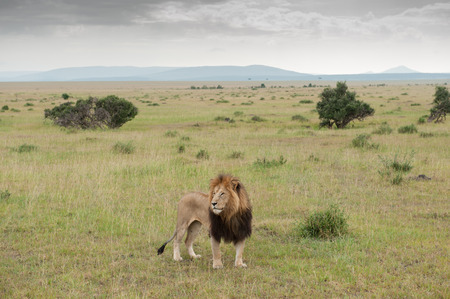 lion the king in the savannah of africaの写真素材