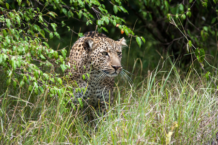 leopard silent hunter in the wilds of africaの写真素材