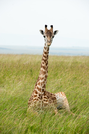 giraffe in the national park masai maraの写真素材
