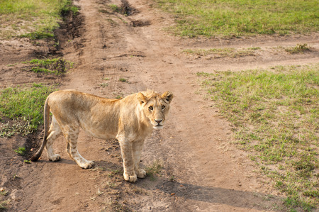 the king lion in the savannah of africaの写真素材