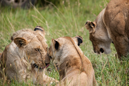 lion the king in the savannah of africaの写真素材