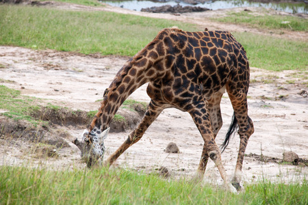 giraffe in the national park masai maraの写真素材